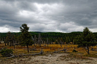 Trees on field against sky