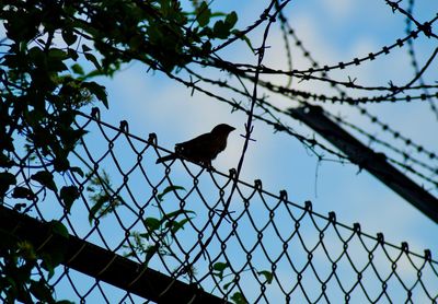 Low angle view of birds perching on branch against sky