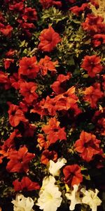 Close-up of flowers blooming outdoors