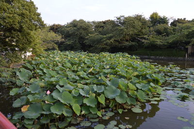Scenic view of plants and trees against sky
