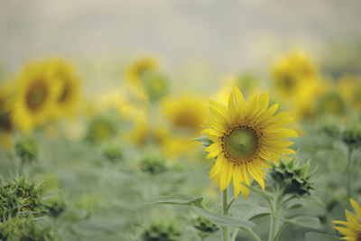 Close-up of yellow flowering plant on field