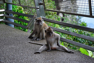 Crab-eating macaques, macaca fascicularis, also known as the long-tailed macaques in malaysia