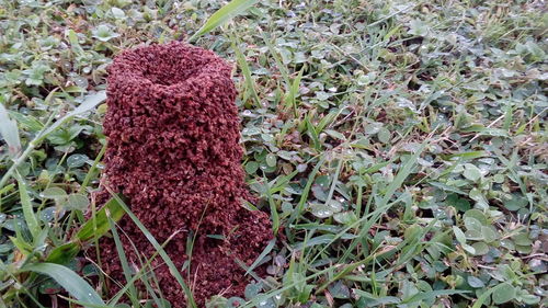 Close-up of plants on field