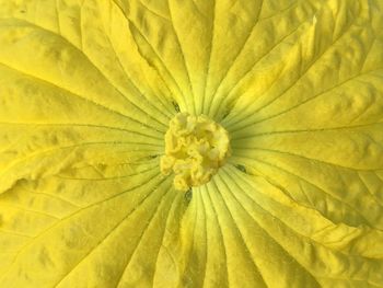 Full frame shot of yellow flowering plant