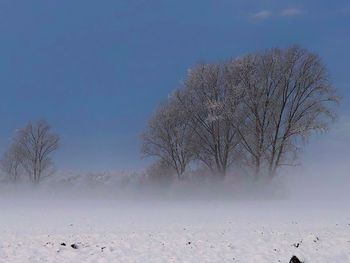 Bare tree against clear sky during winter