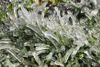 Close-up of plants