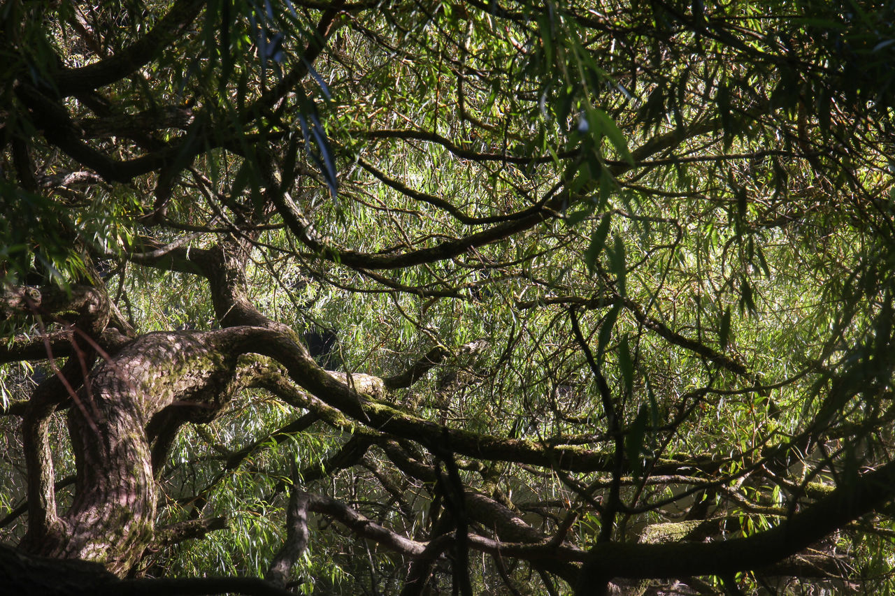 LOW ANGLE VIEW OF TALL TREES IN FOREST