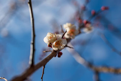 Close-up of cherry blossom on branch