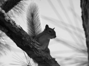 Squirrel on tree
