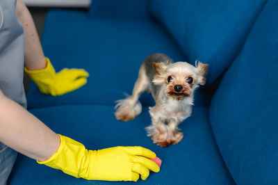 Woman in a apron and gloves cleans a sofa from dog hair. cleaning of the apartment. life with pets.