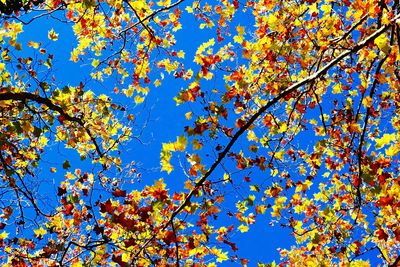 Low angle view of trees against blue sky