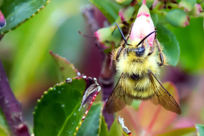 Close-up of bee on flower