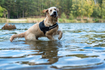 Golden retriever dog running in water