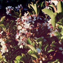 Close-up of flowers