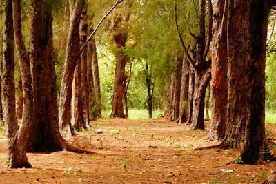 Dirt road passing through forest