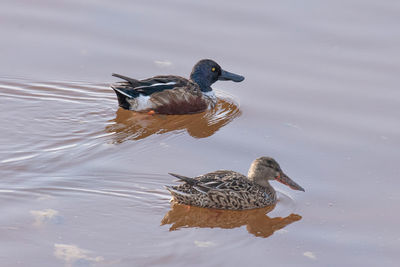 Duck swimming in a lake