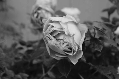 Close-up of rose blooming outdoors