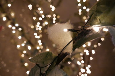 Close-up of illuminated christmas lights at night