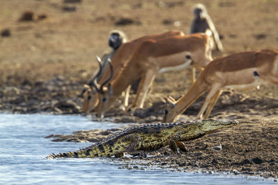 Crocodile moving by impalas on lakeshore