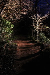 Trees on landscape at night