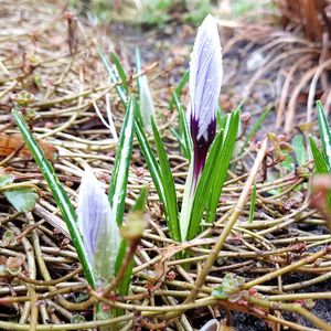 Close-up of crocus on field