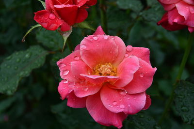 Close-up of wet pink rose