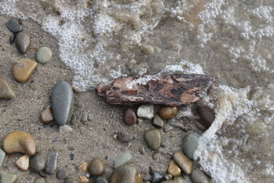 Close-up of crab on rock at beach