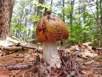 Close-up of tree trunk in forest