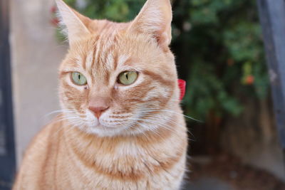 The light brown cute cat sit in the front of the house