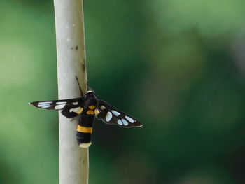 Close-up of butterfly on plant