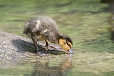 Duck drinking water from a lake