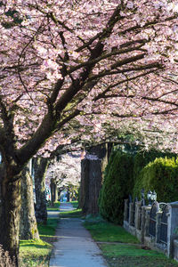 Narrow pathway along trees