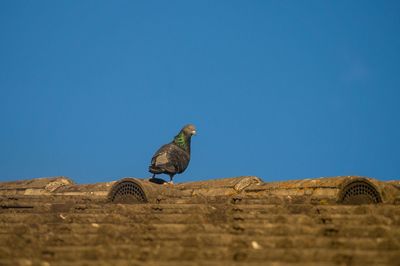 Low angle view of bird perched on blue sky