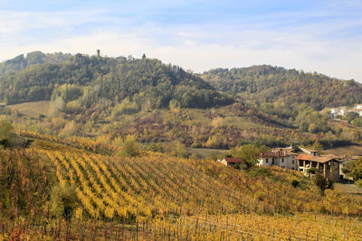 Scenic view of agricultural field against sky