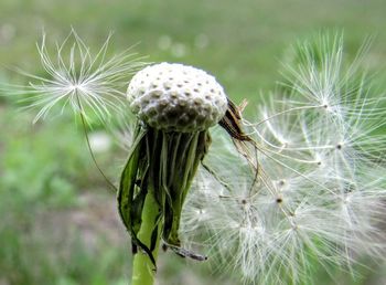 Close-up of dandelion on plant