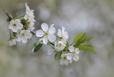 Close-up of white cherry blossom tree