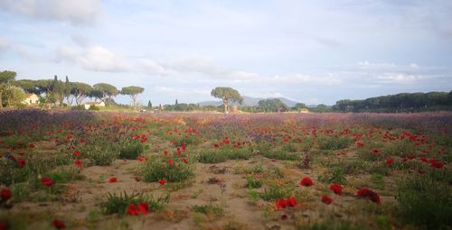 Scenic view of flowering trees on field against sky