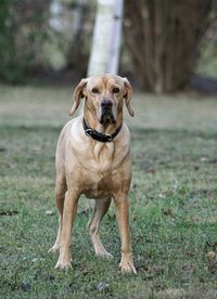 Portrait of dog on grass