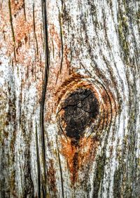 Full frame shot of tree trunk