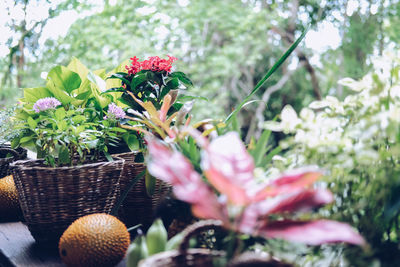 Close-up of pink flowering plants in basket