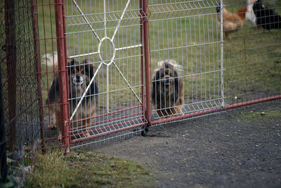 Horses in cage at zoo