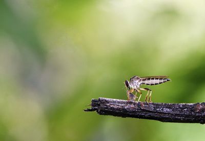 Close-up of insect on plant