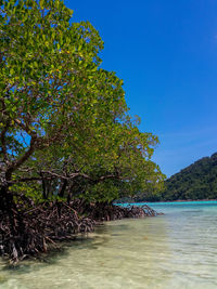 Trees by sea against clear blue sky