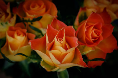 Close-up of roses blooming outdoors