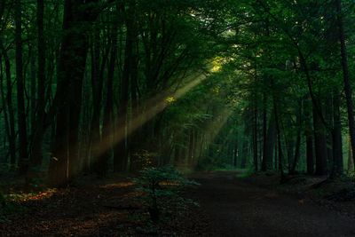 Trees growing in forest