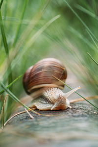 Close-up of snail