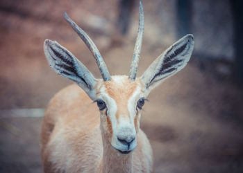 Close-up portrait of deer