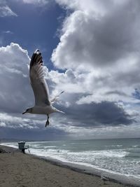 Seagull flying over beach against sky