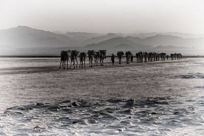 View of horses on beach against sky