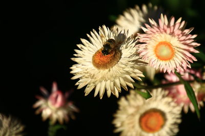 Close-up of insect on flower
